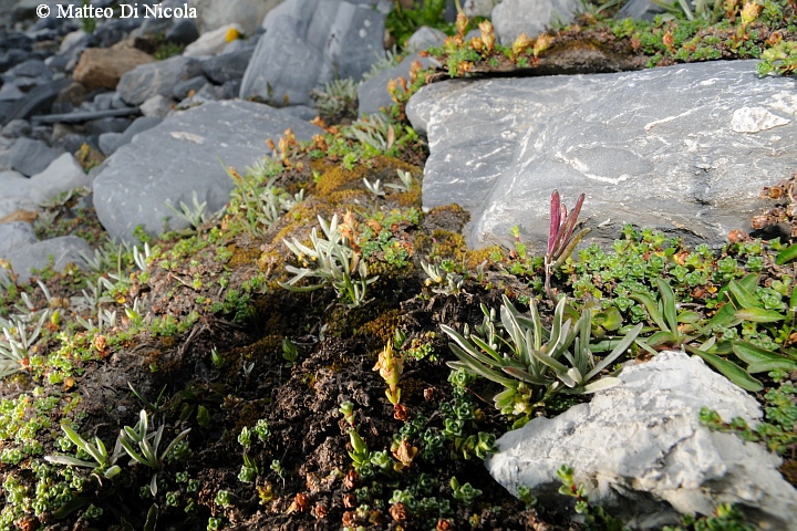 un po'' di flora dal Gavia